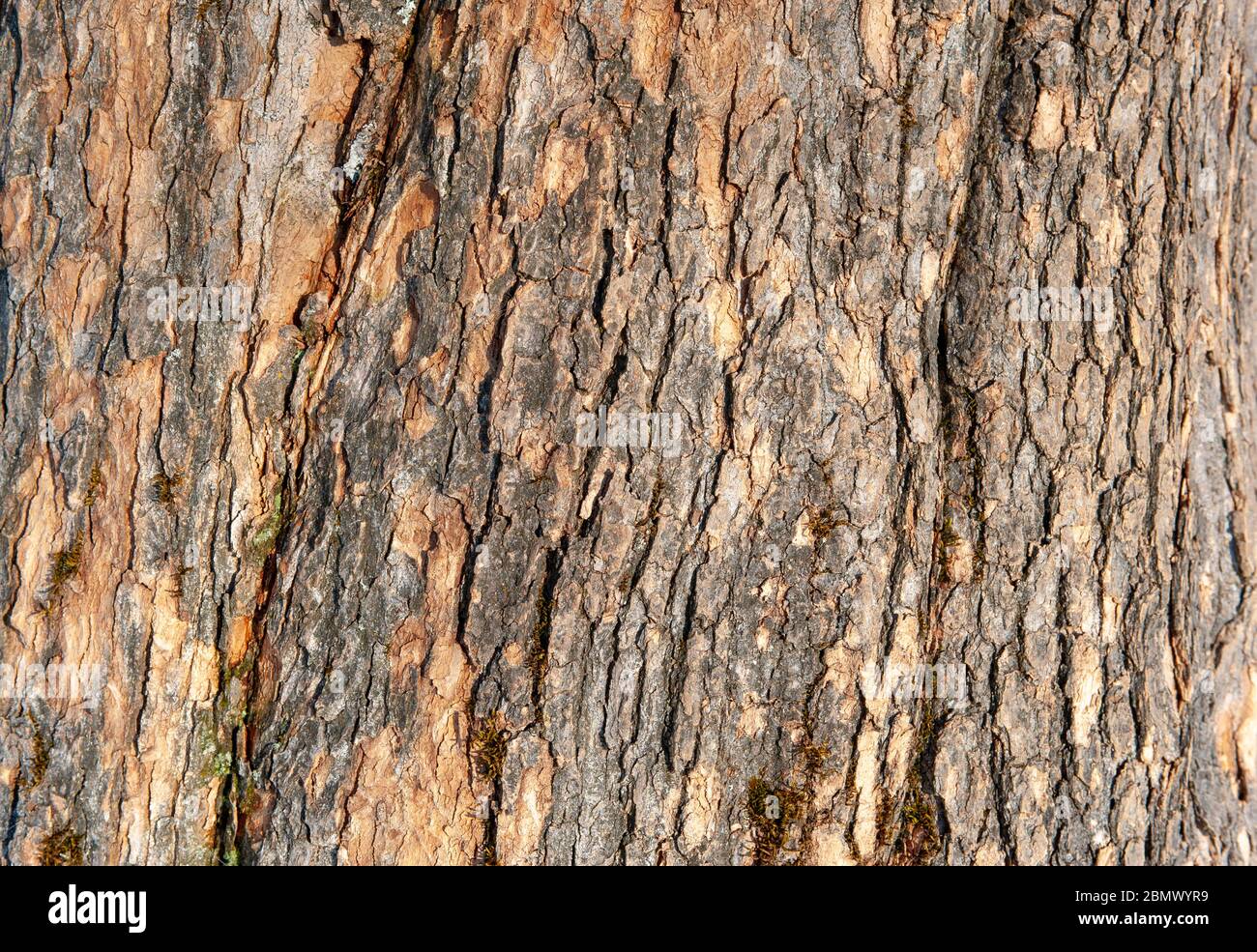 Die Rinde des Baumes als Hintergrund mit Kopie Raum Stockfoto