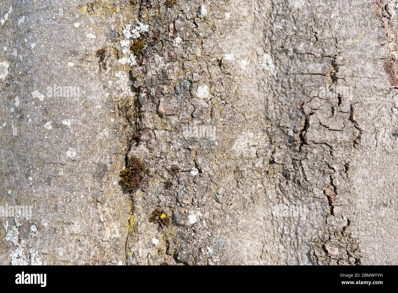 Die Rinde des Baumes als Hintergrund mit Kopie Raum Stockfoto