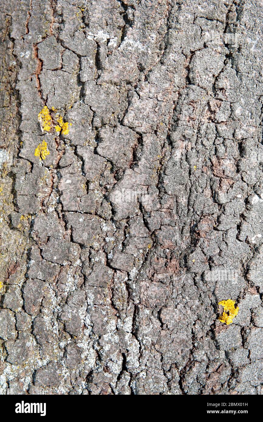 Die Rinde des Baumes als Hintergrund mit Kopie Raum Stockfoto