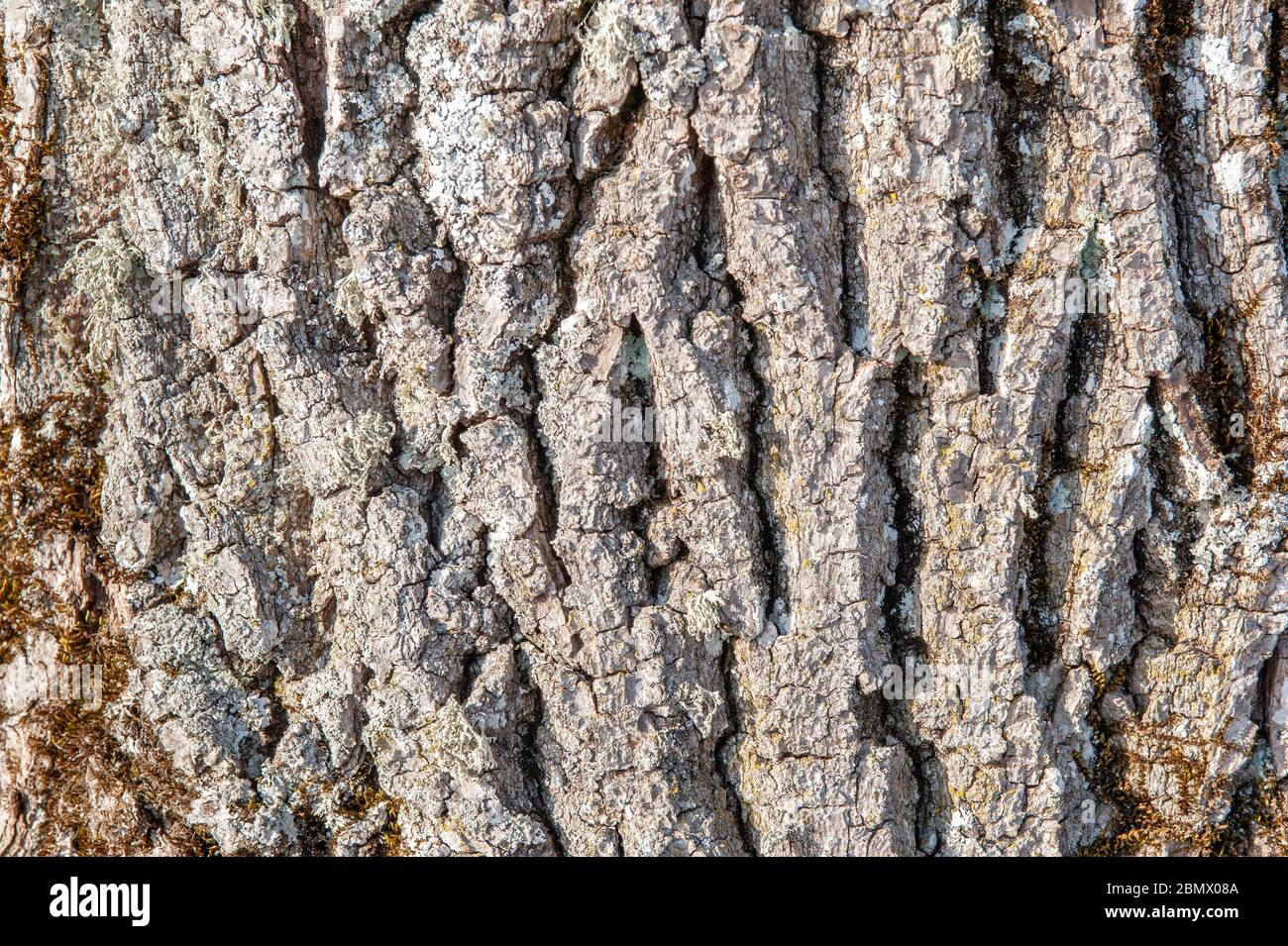 Die Rinde des Baumes als Hintergrund mit Kopie Raum Stockfoto