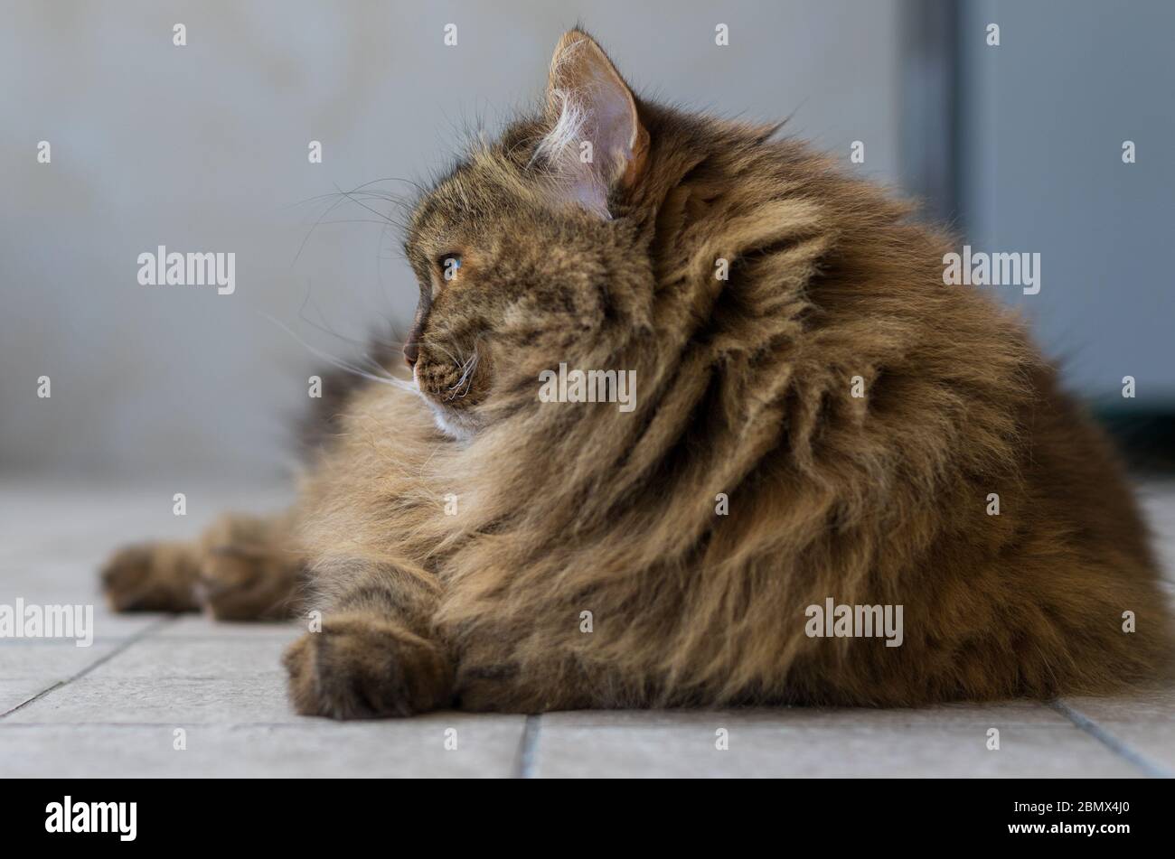 Behaarte Katze liegt in einem Garten entspannen, sibirische Rasse braun Makrele Farbe Stockfoto