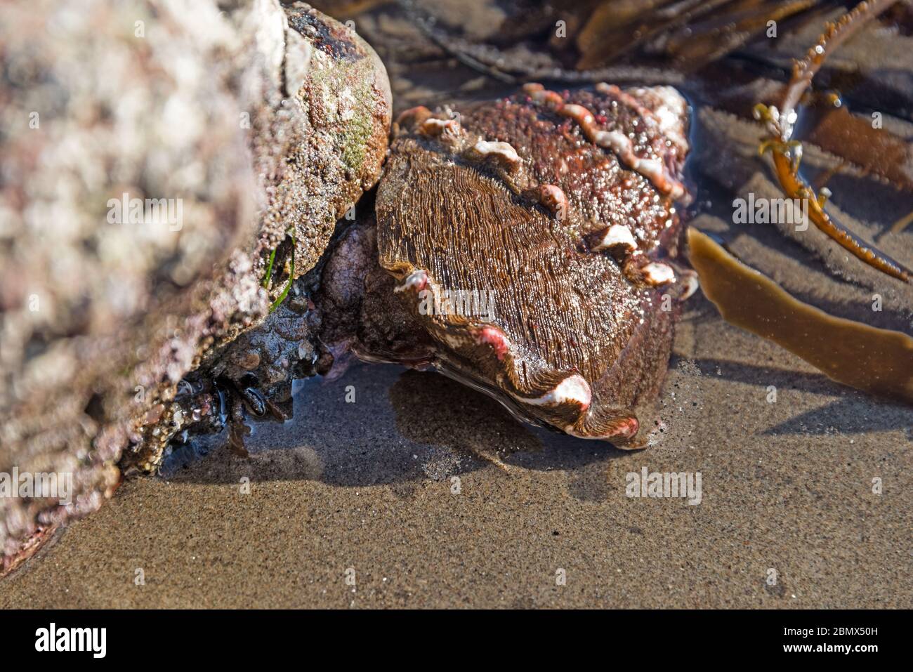 Live-Meeresschnecke (Megastraea undosa) mit dem dicken braunen, haarigen Periostracum, Leo Carrillo Beach, Malibu, Kalifornien. Stockfoto
