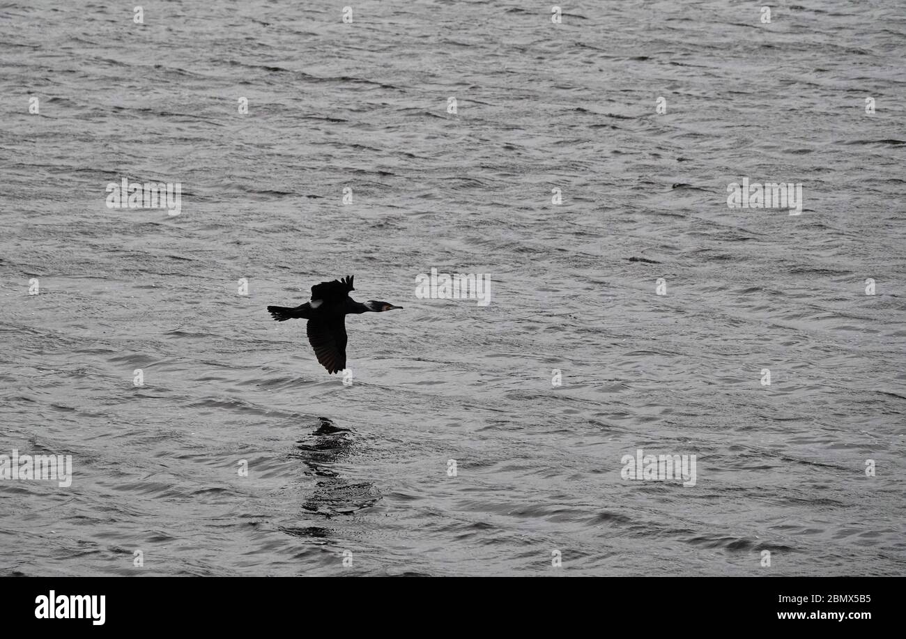 phalacrocorax Vogel, der über dem Wasser fliegt, auch großer schwarzer Kormoran genannt Stockfoto