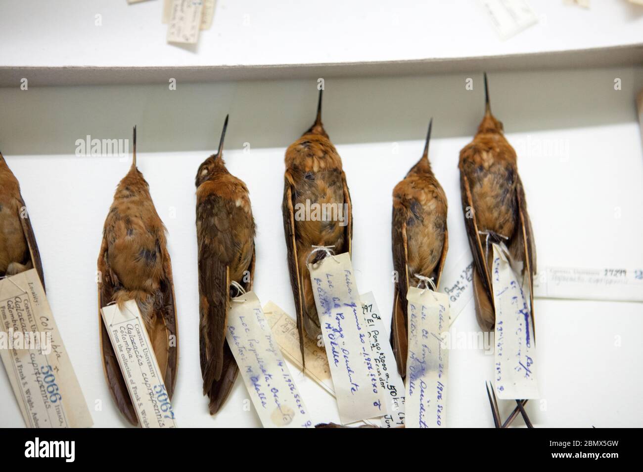 Eine Museumsschublade mit Exemplaren des strahlenden Sonnenstrahls (Aglaeactis cupripennis) kolibri in den Sammlungen des Cornell Lab of Ornithology Stockfoto