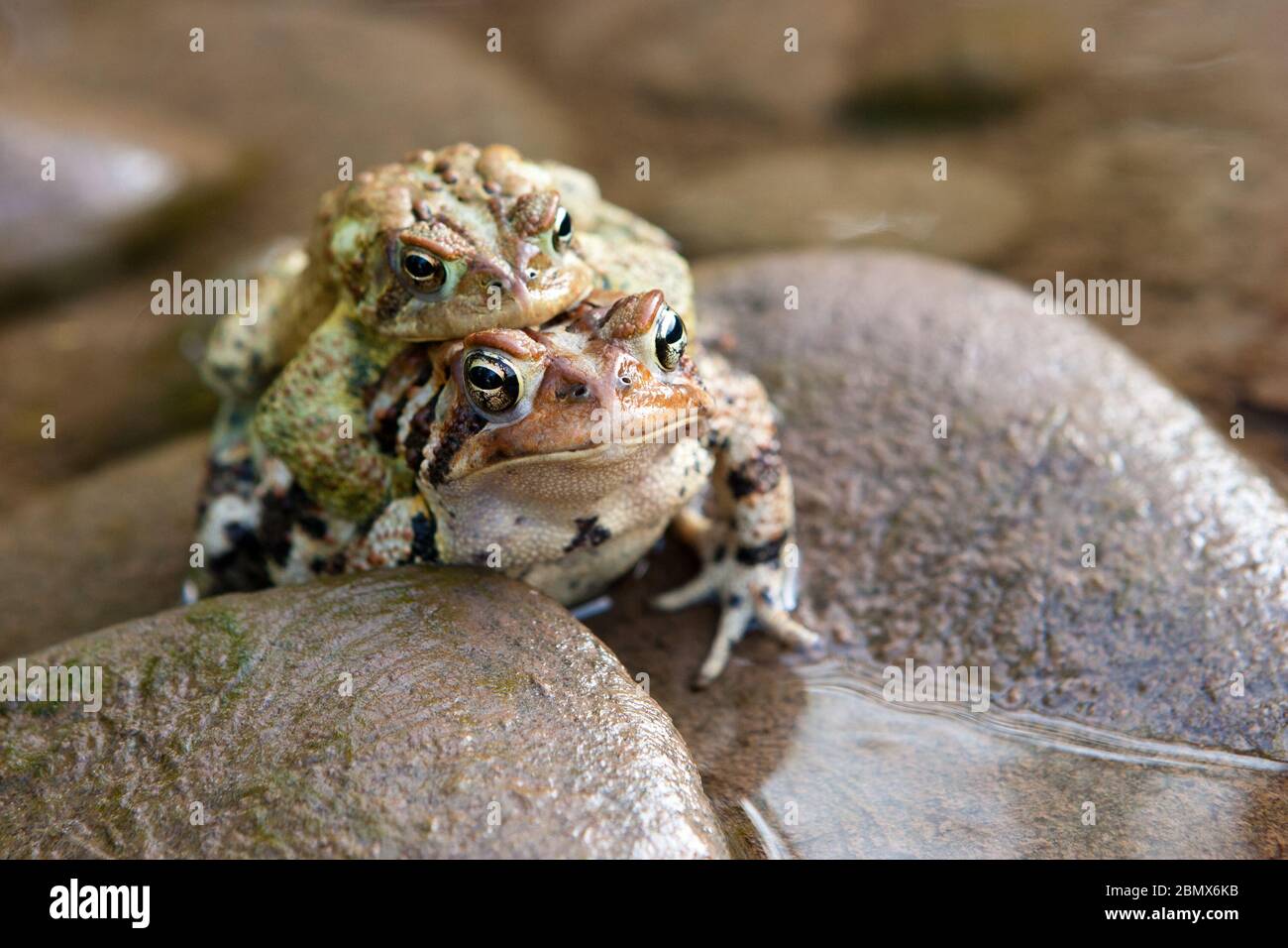 Eine männliche amerikanische Kröte (Bufo americanus) klammert sich in einem Fluss in der Catskills-Region von New York, USA, an den Rücken einer weiblichen Kröte Stockfoto