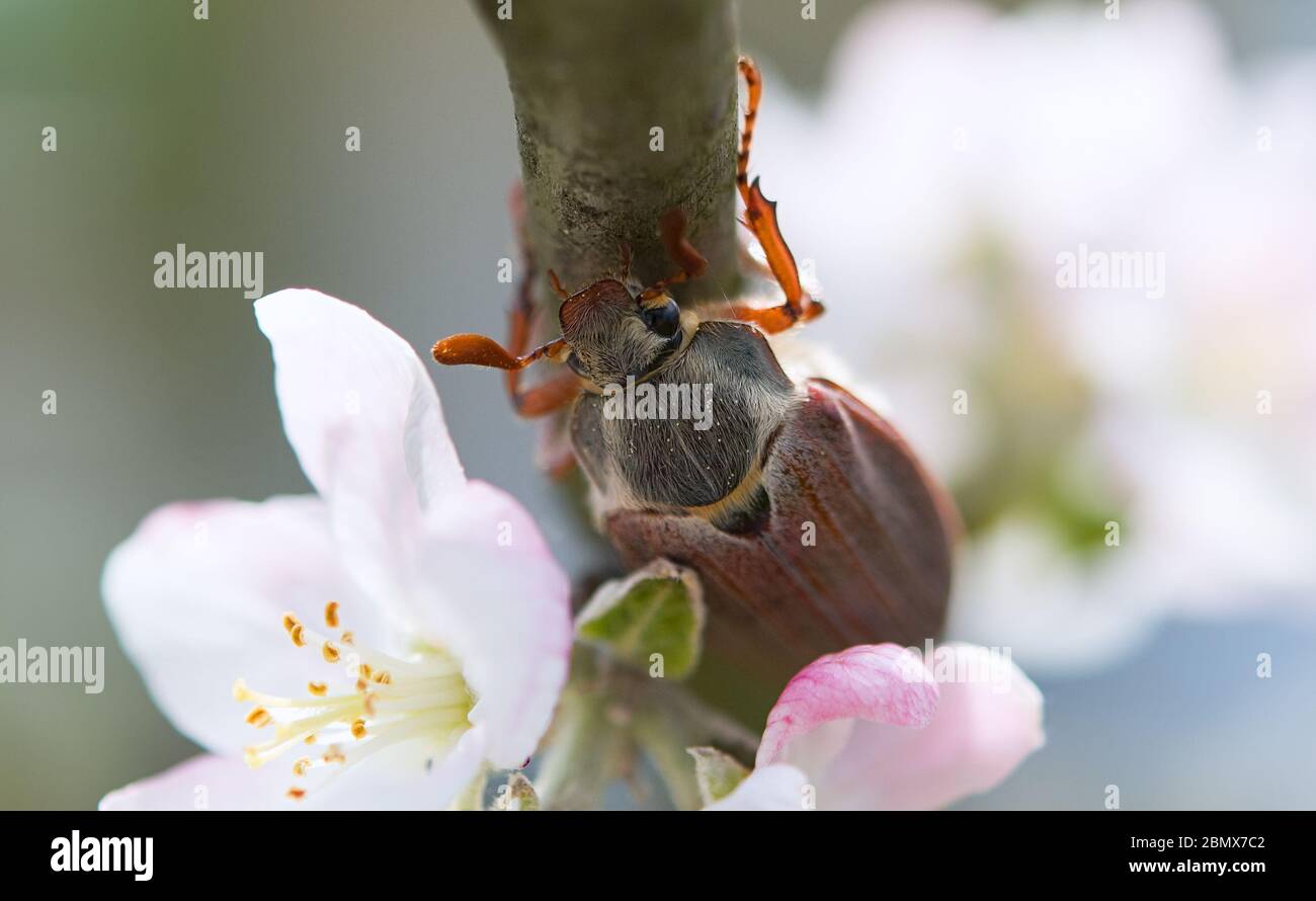 Nahaufnahme eines Schäfer Käfer auf einem Blatt eines Baumes in warmen Farben mit einem verschwommenen Hintergrund Stockfoto