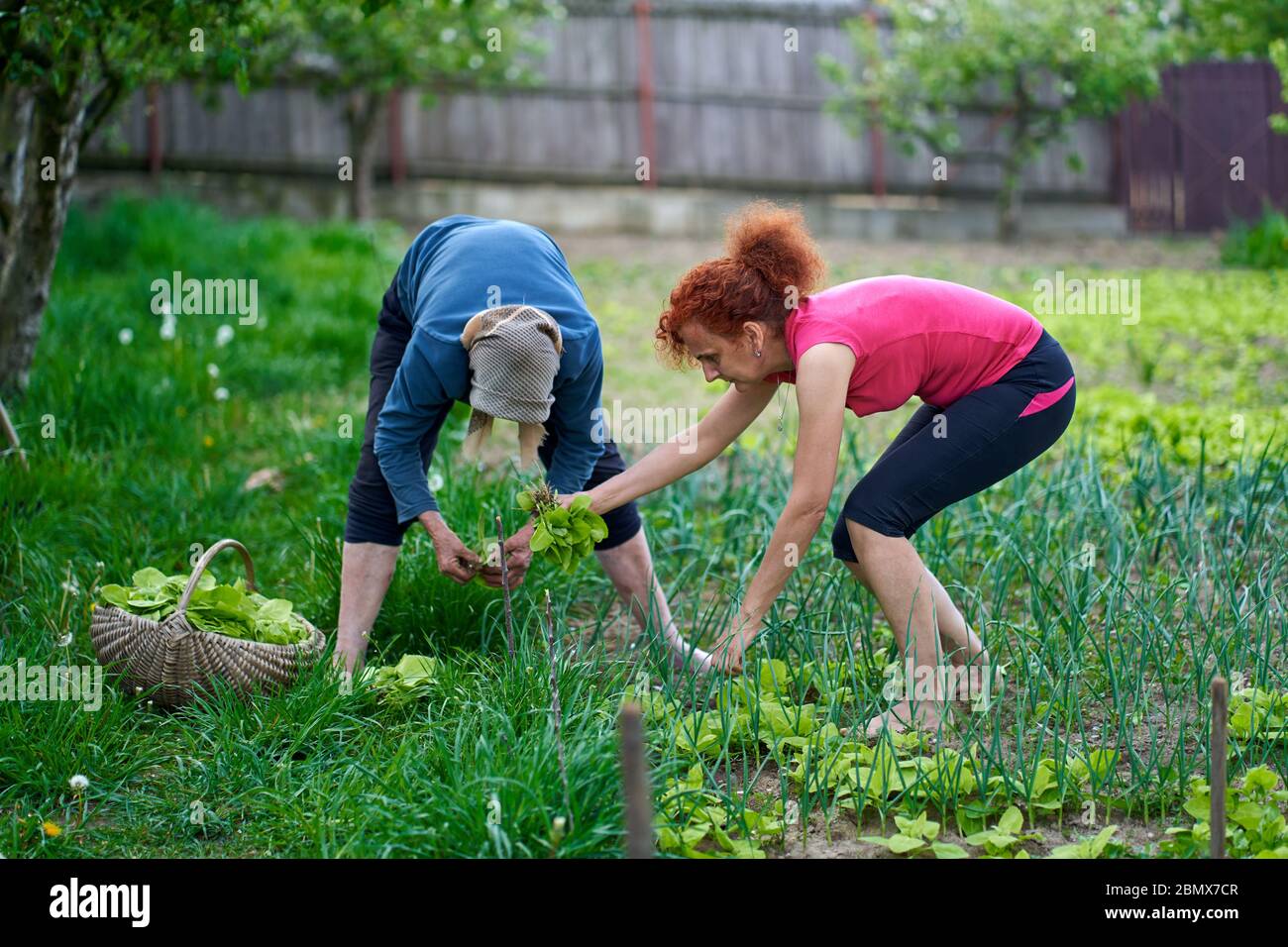 Frau und ihre ältere Mutter ernten orache im Garten Stockfoto