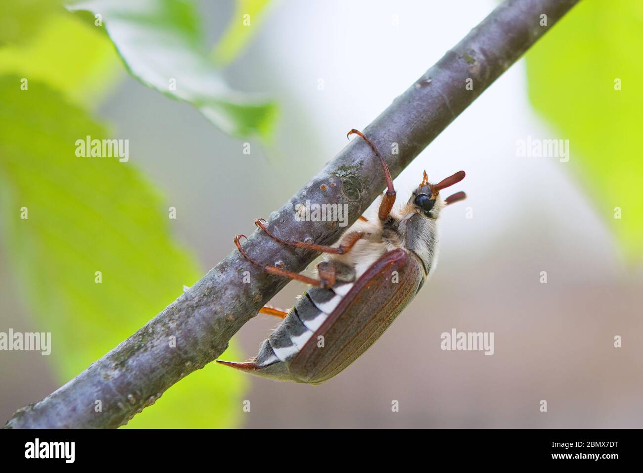 Nahaufnahme eines Schäfer Käfer auf einem Blatt eines Baumes in warmen Farben mit einem verschwommenen Hintergrund Stockfoto