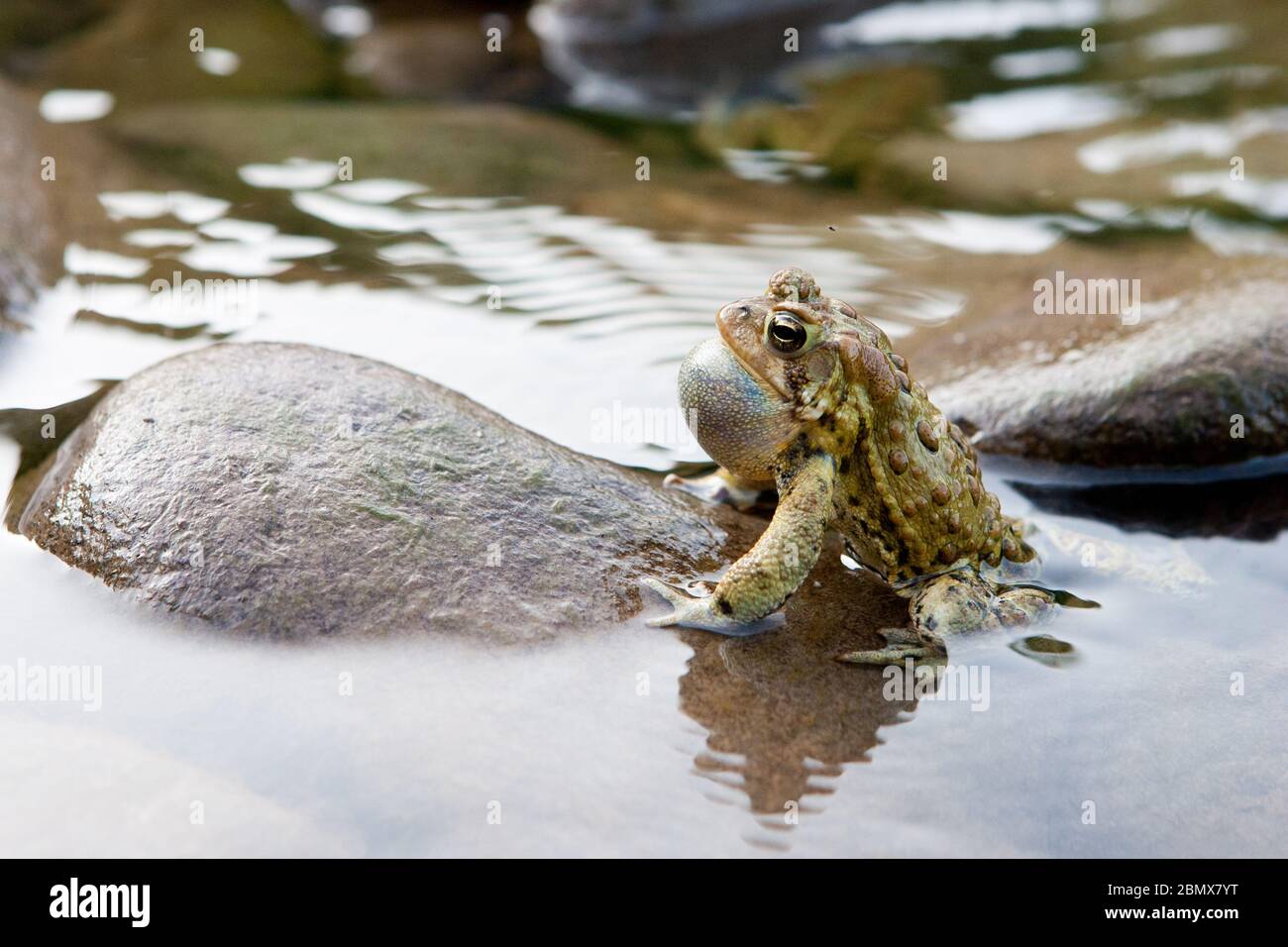 Eine männliche amerikanische Kröte (Bufo americanus) ruft nach einer Frau mit einem aufgestauten Kehlsack oder Stimmsack in einem Fluss in der Catskills Region von New York Stockfoto