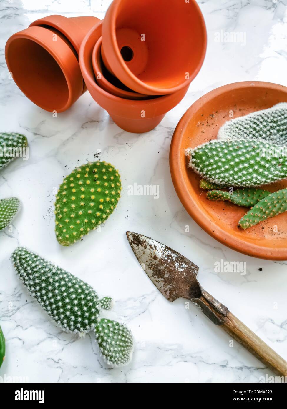 Kleine Pads eines opuntia microdasys Kaktus, allgemein bekannt als Hasen-Ohr-Kaktus, auf einem weißen Marmorgrund bereit, in Terrakotta-Töpfe gepflanzt werden Stockfoto