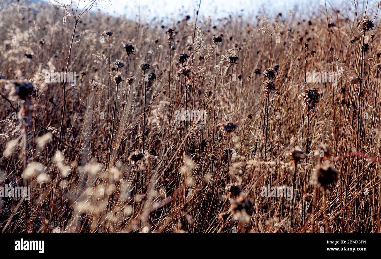 Ein Feld von braunen, toten Pflanzen Stockfoto
