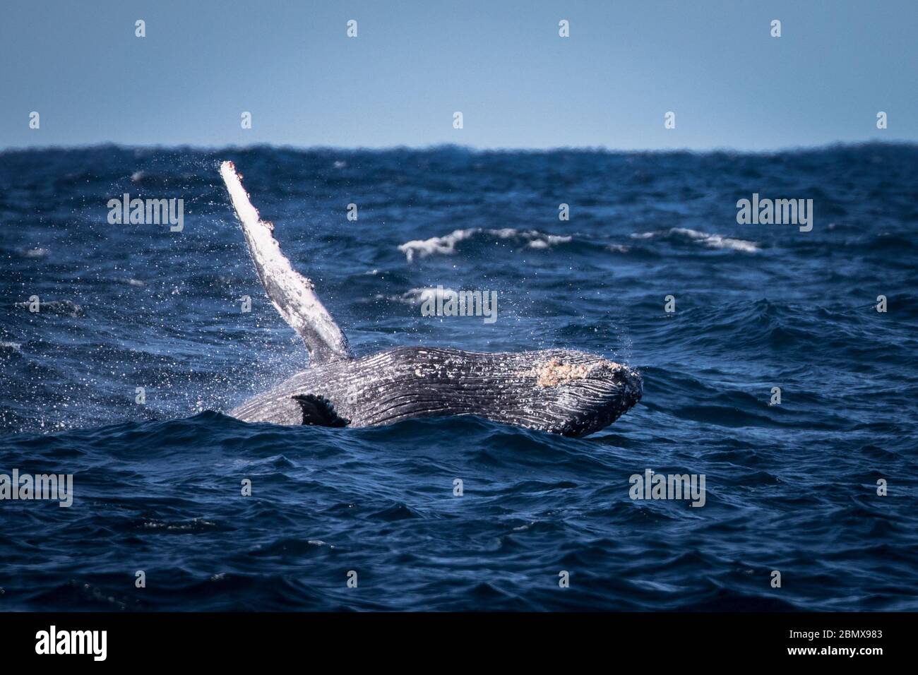 Der Agulhas-Strom, Indischer Ozean, Südafrika, ist eine wichtige Zugroute für Buckelwale, Megaptera novaeangliae. Stockfoto