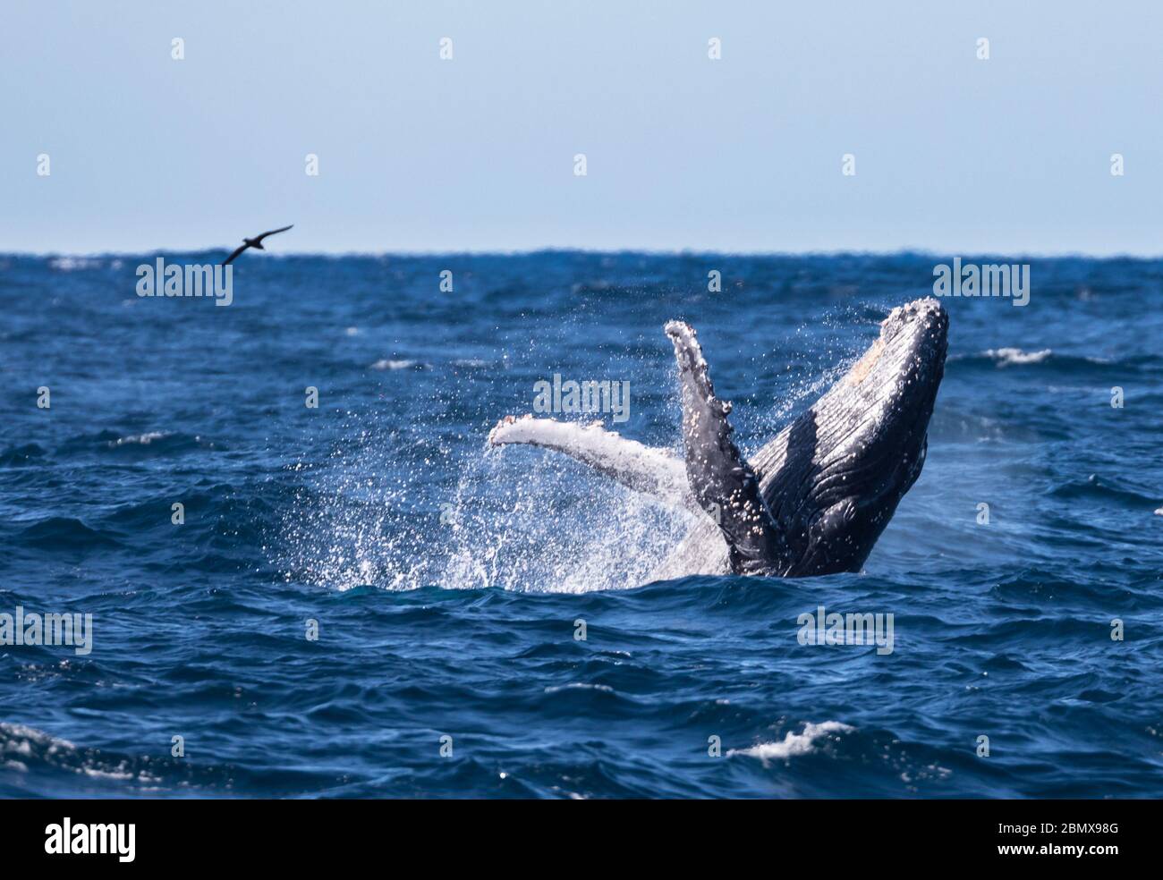 Der Agulhas-Strom, Indischer Ozean, Südafrika, ist eine wichtige Zugroute für Buckelwale, Megaptera novaeangliae. Stockfoto