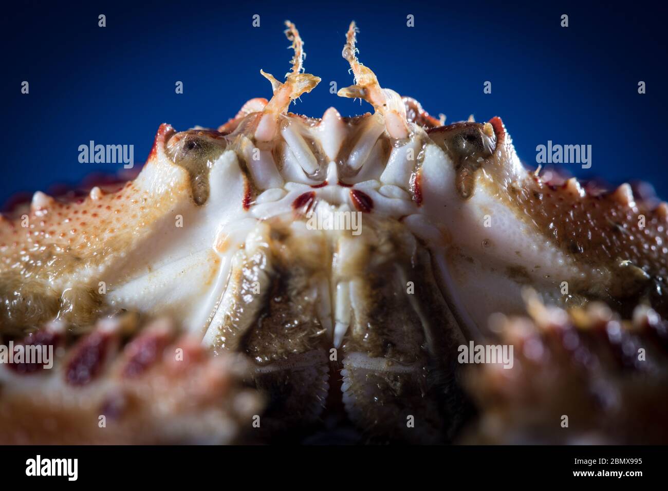 Die rot gefleckte oder maskierte Krabbe Murisia cristiata war in benthischen Schleppleinerproben, die in der Nähe der Agulhas-Strömung, im Indischen Ozean, Südafrika, entnommen wurden, reichlich vorhanden. Stockfoto