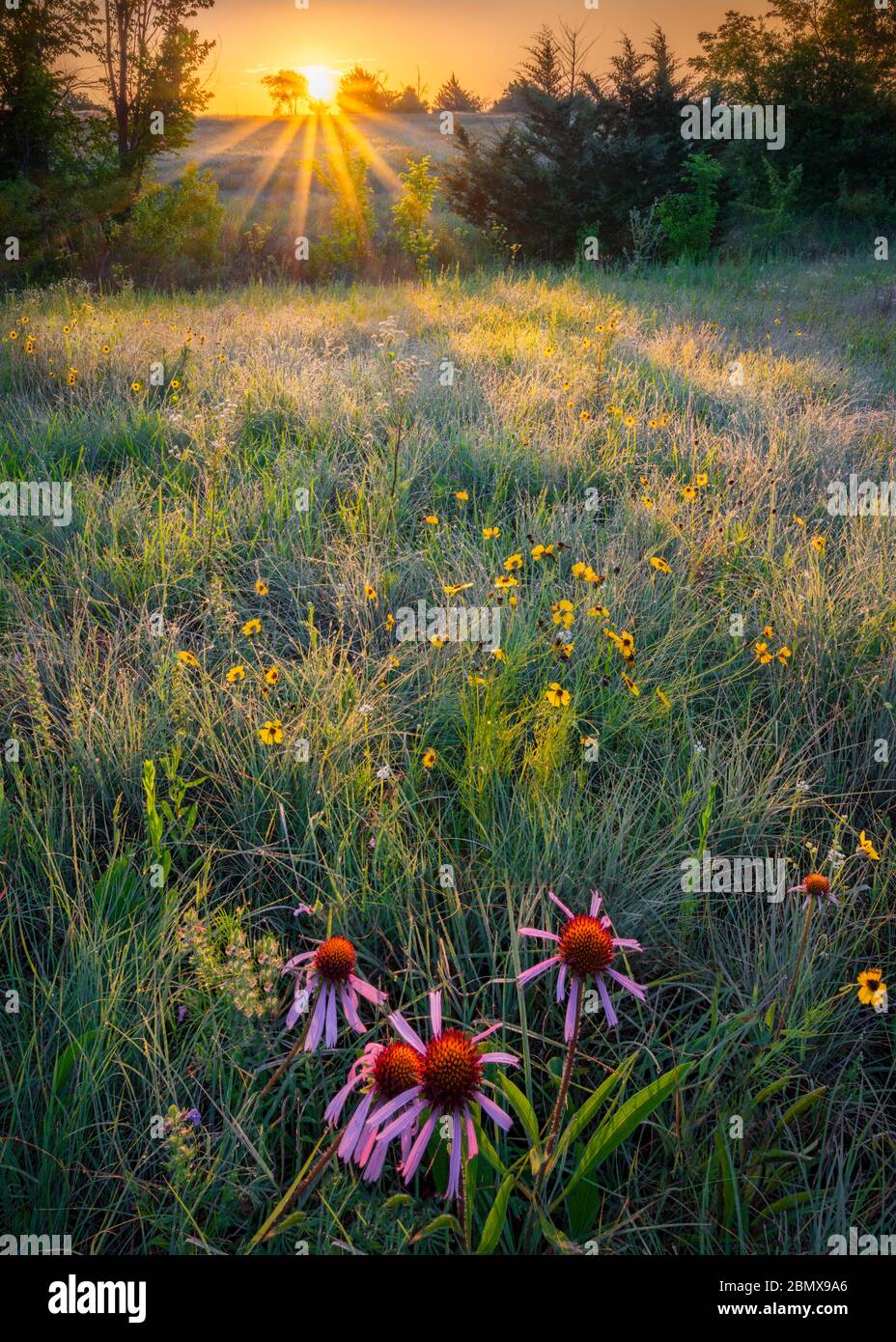 Texas Wildflowers in Sunrise Stockfoto