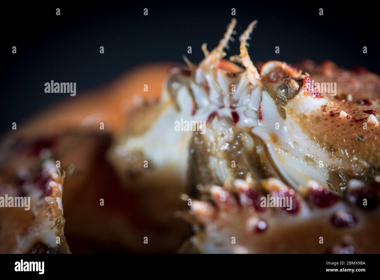 Die rot gefleckte oder maskierte Krabbe Murisia cristiata war in benthischen Schleppleinerproben, die in der Nähe der Agulhas-Strömung, im Indischen Ozean, Südafrika, entnommen wurden, reichlich vorhanden. Stockfoto