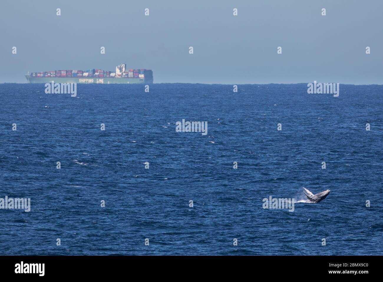 Schifffahrtswege sind in der Agulhas-Strömung, Indischer Ozean, Südafrika, eine wichtige Zugroute für Buckelwale, Megaptera novaeangliae, stark befahren. Stockfoto