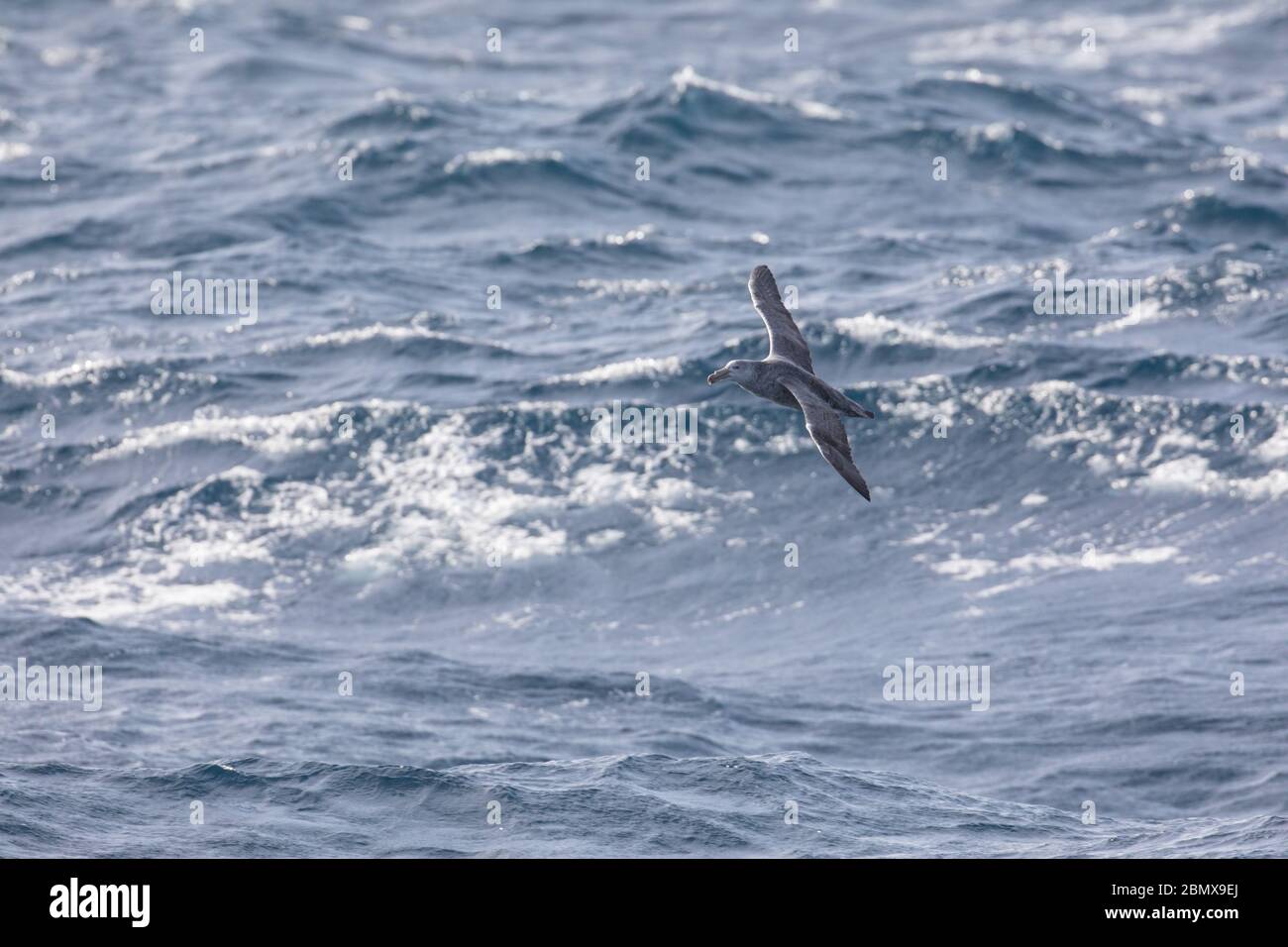 Der Agulhas-Strom des Indischen Ozeans vor der Küste Südafrikas zieht pelagische Seevögel wie den nördlichen Riesensturmvogel Macronectes halli an. Stockfoto