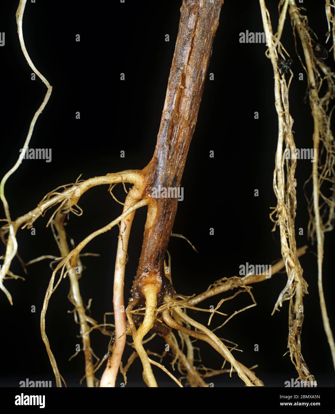 Schwarzer Punkt (Colletotrichum coccodes) nekrotische Läsionen an der Stammbasis einer reifen Kartoffelpflanze Stockfoto
