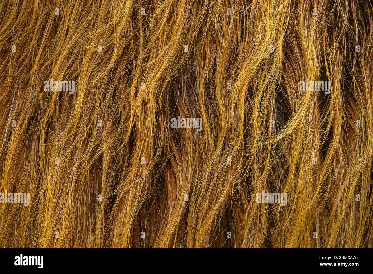 Hintergrundtextur des Wild Red Haars einer schottischen Highland Cow Stockfoto
