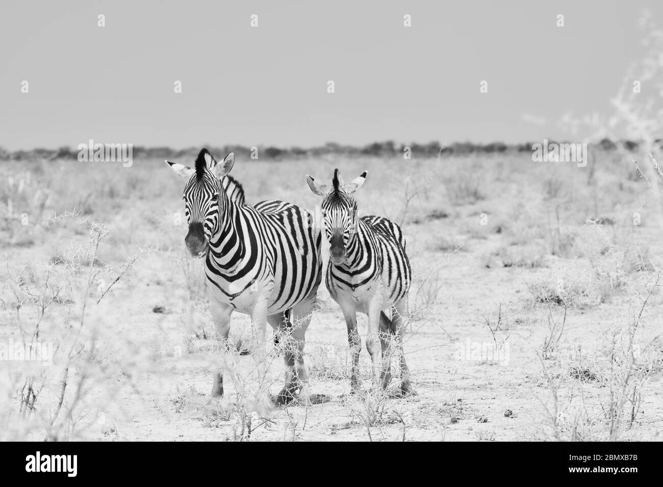 2 Zebras in Schwarz und Weiß in Namibia Stockfoto