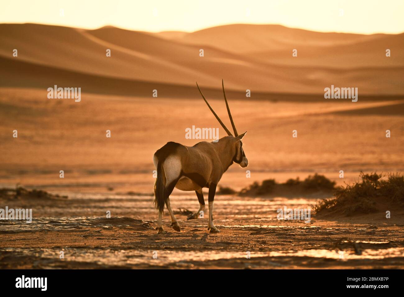 Ein Oryx, der über ein schlichtes Sandfeld in der Sossusvlei geht Stockfoto