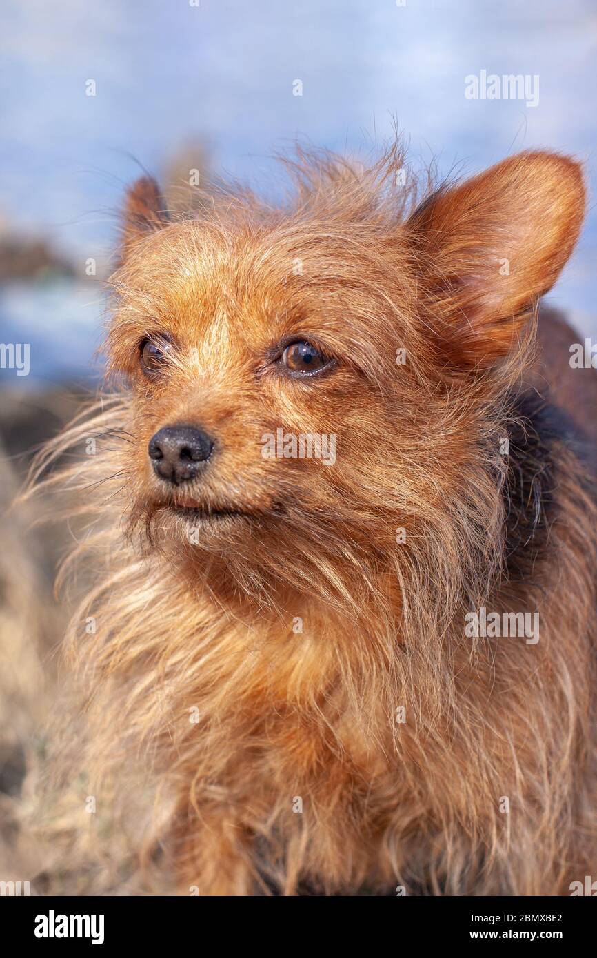 Nahaufnahme des sehr zotteligen Yorkshire Terrier. Lange, zerzauste braune Hundehaare und große Ohren. Wegschauen. Unscharfer Hintergrund. Vertikal. Stockfoto