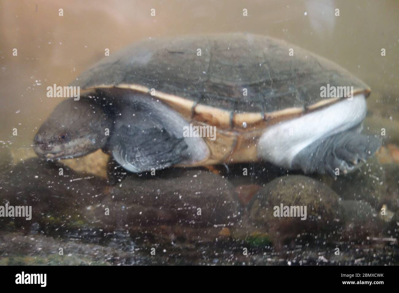 Eine Schildkröte unter Wasser in der Tropical World Attraction im Roundhay Park, Leeds Stockfoto