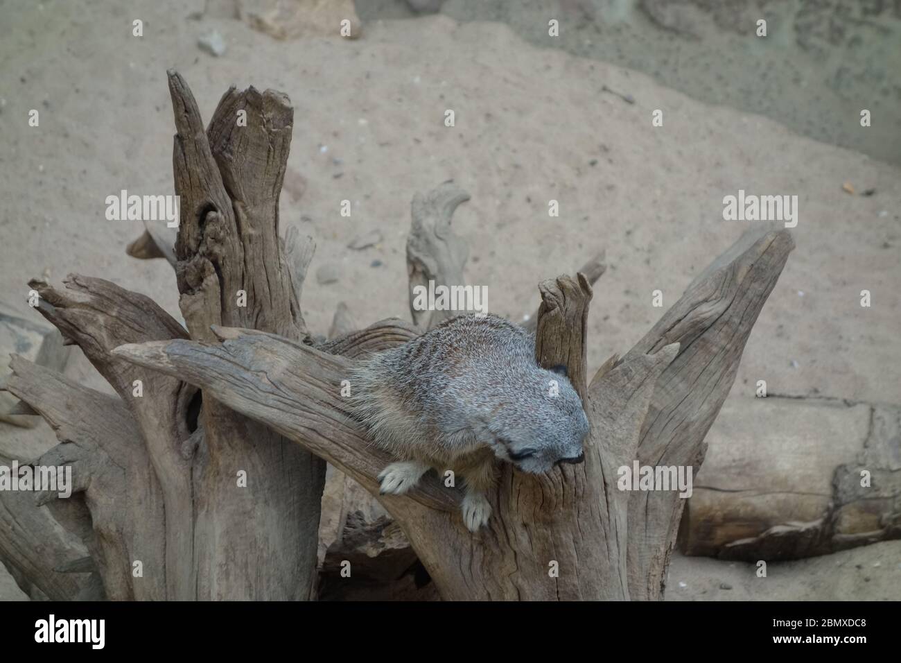 Ein Erdmännchen auf einem Baumzweig im Erdmännchen-Habitat in Tropical World, Leeds. Stockfoto