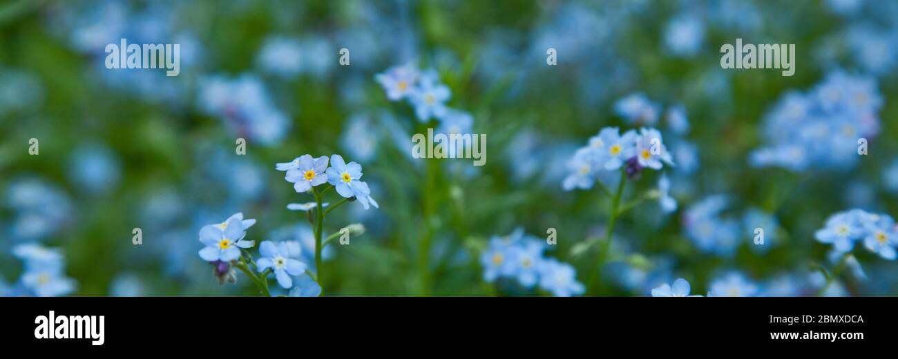 Feld der zarten Vergissmeinnicht. Sommer floral blauen Hintergrund, Banner. Stockfoto