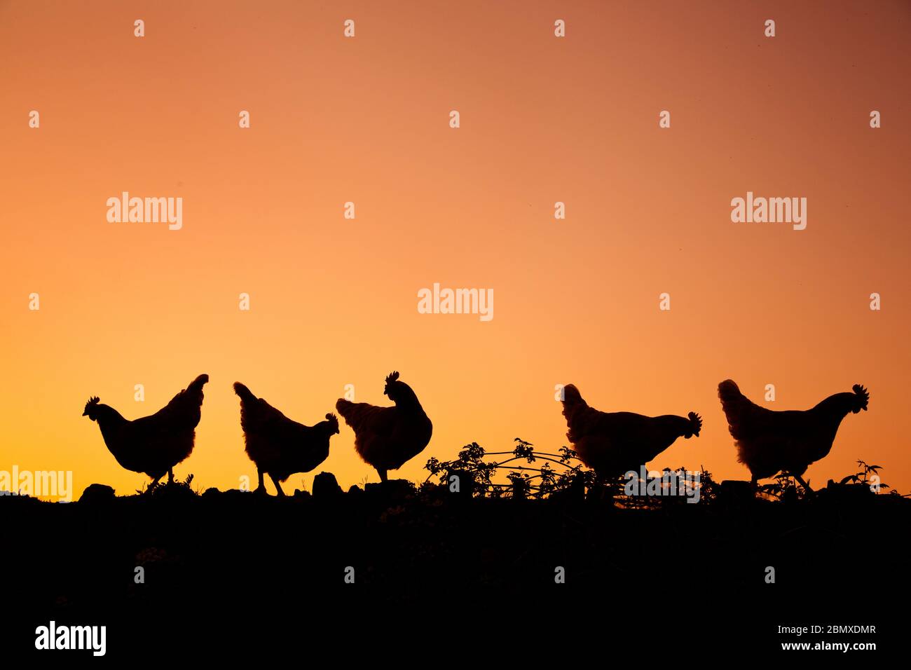 Chicken Silhouette Stockfoto
