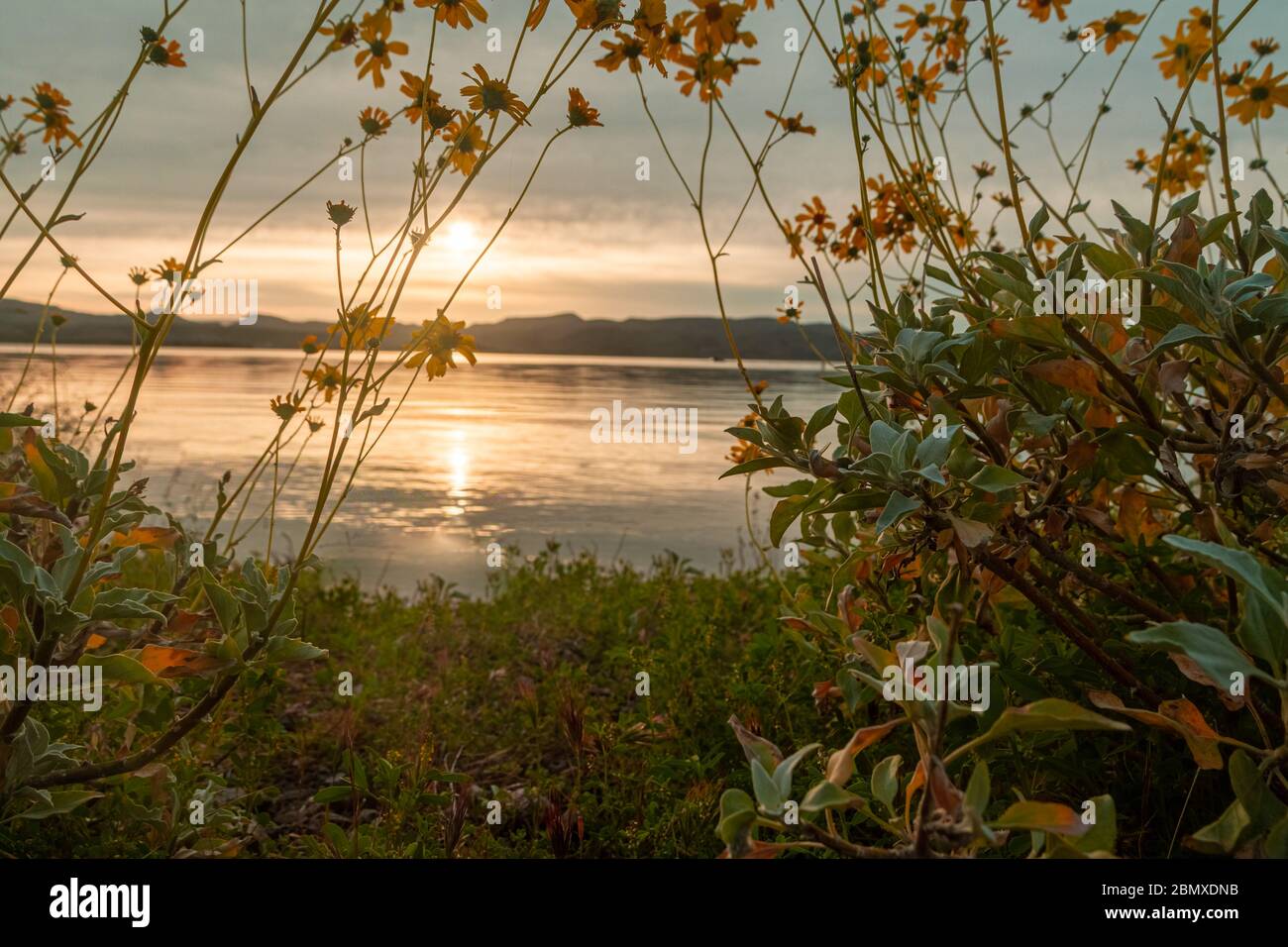 Brittlebush, der einen Sonnenaufgang über einem See mit dem Fokus auf die Blumen am Lake Pleasant in Arizona umrahmt. Stockfoto