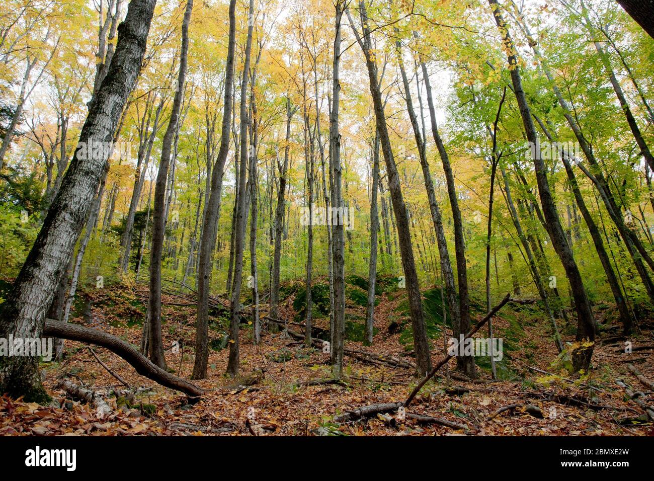 Ein Wald in Vermont, mit gelben und grünen Blättern auf Bäumen und braunen und roten Blättern auf dem Boden, in der Nähe von Waterbury Center, VT, USA Stockfoto