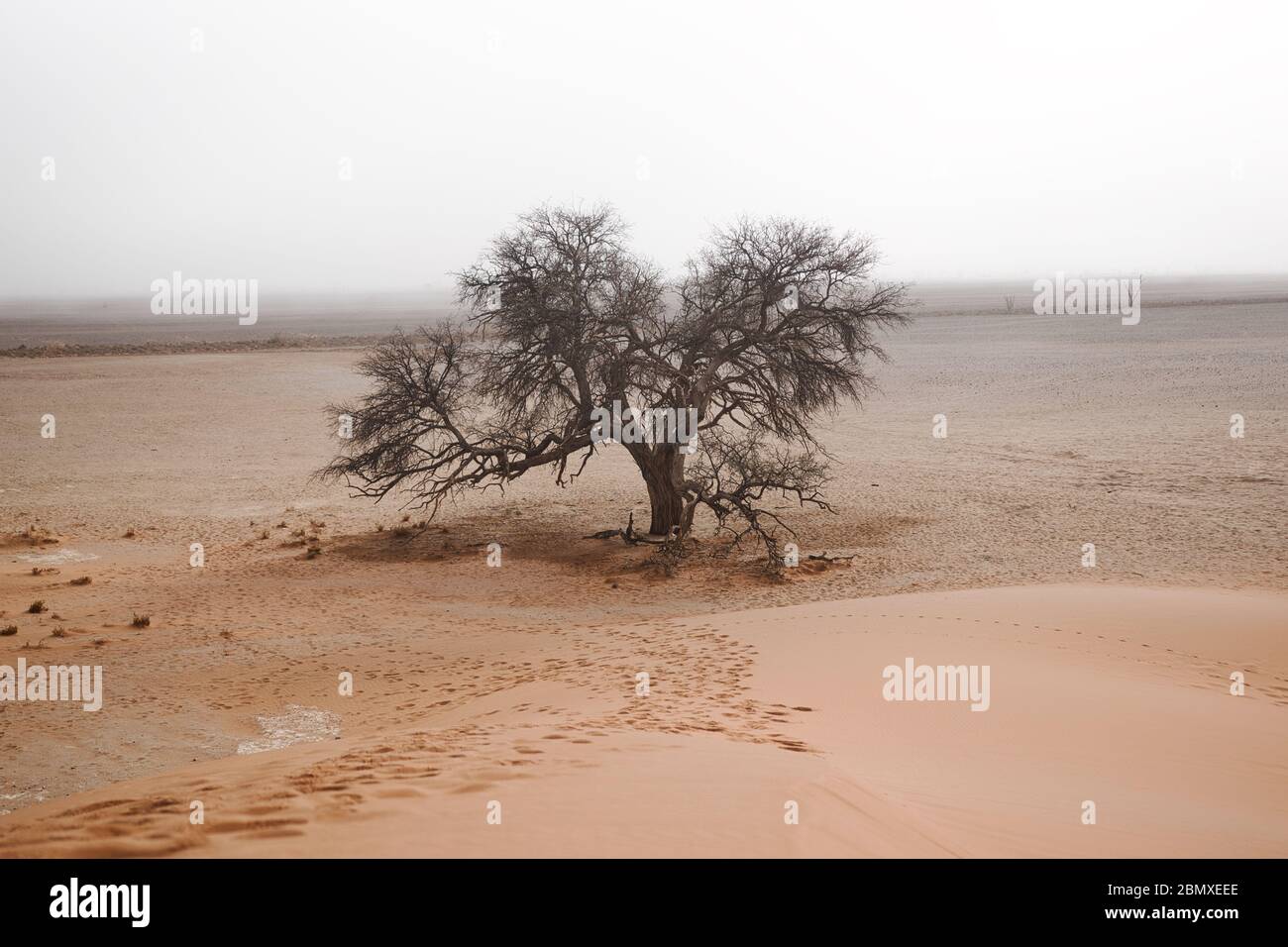 Einsamer Baum in einer Sandwüste unter einer Düne Stockfoto