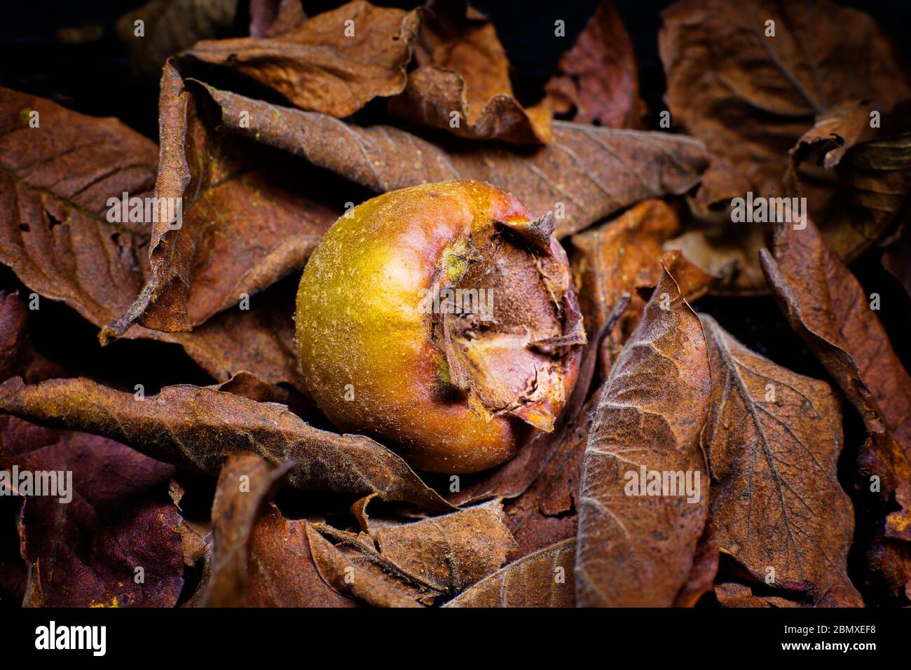 Mispel Stockfoto