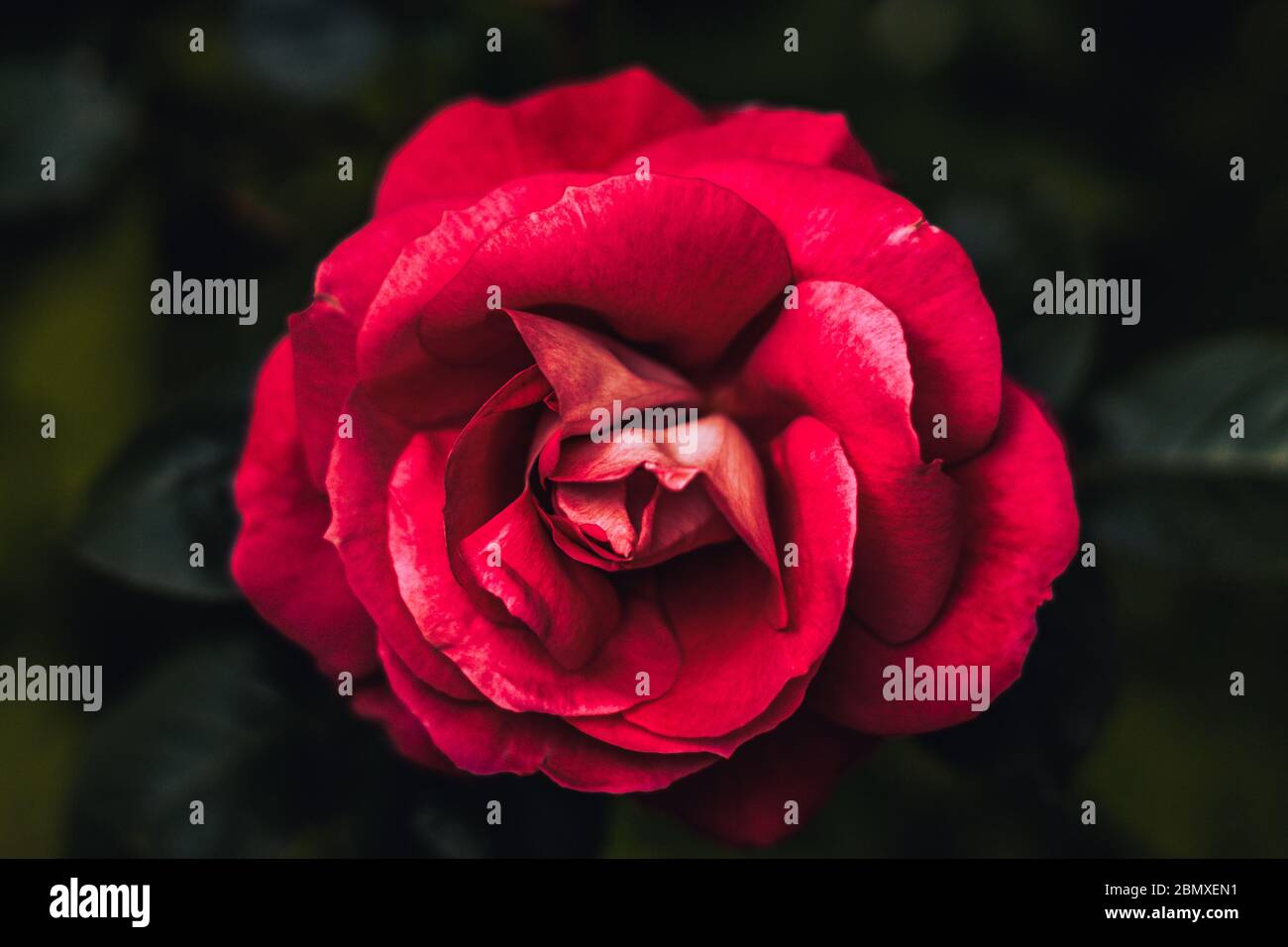 Einzelne Rose im Garten mit dunklem Hintergrund und Passionsrosa mit intensiver Farbe. Draufsicht mit Rose in der Mitte. Konzept Anziehung, Kraft, Stockfoto
