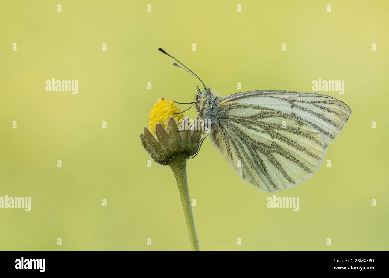 Ein grün-geäderter weißer (Pieris napi) Schmetterling, der auf einem Gänseblümchen postelt, mit einem sauberen Hintergrund Stockfoto