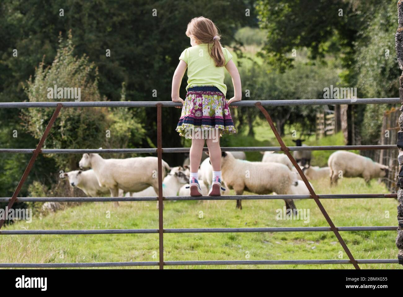 Ein kleines Mädchen, das auf einem Tor steht und Schafe auf einem Feld ansieht Stockfoto