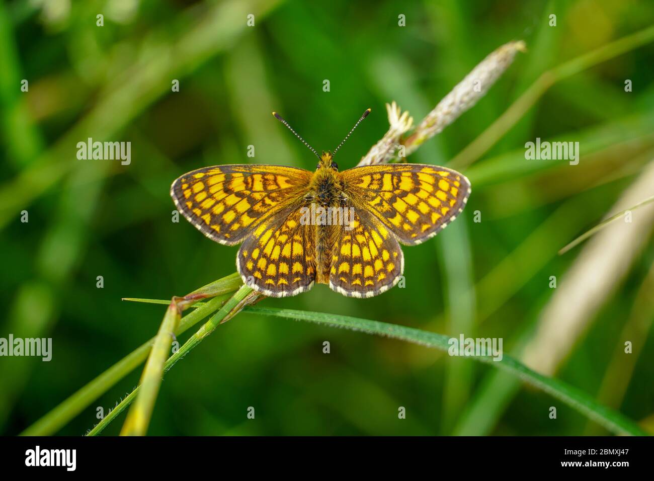 Gelb orange Flügel schwarz gefleckt Schmetterling auf Blätter, was erstaunliche Kreatur Stockfoto