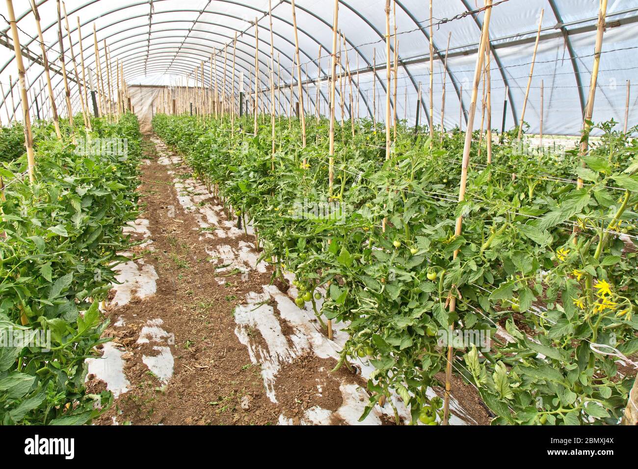 Tomatenpflanzen blühen im Gewächshaus 'Solanum lycopersicum'. Stockfoto