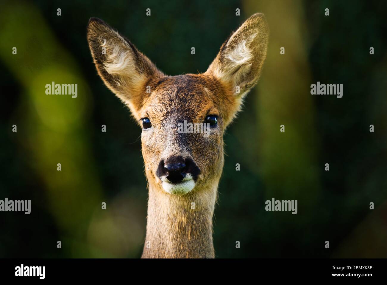 Roe Hirsch-Porträt Stockfoto