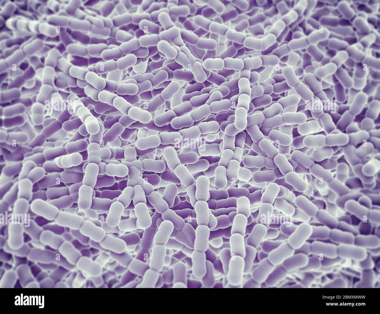 Streptococcus pneumoniae Zellen. 3D-Darstellung Stockfoto
