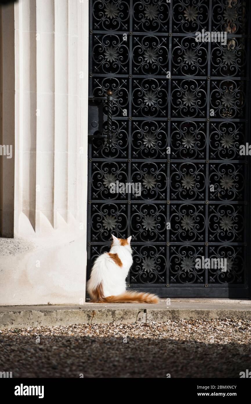 Türkische Van Katze Stockfoto