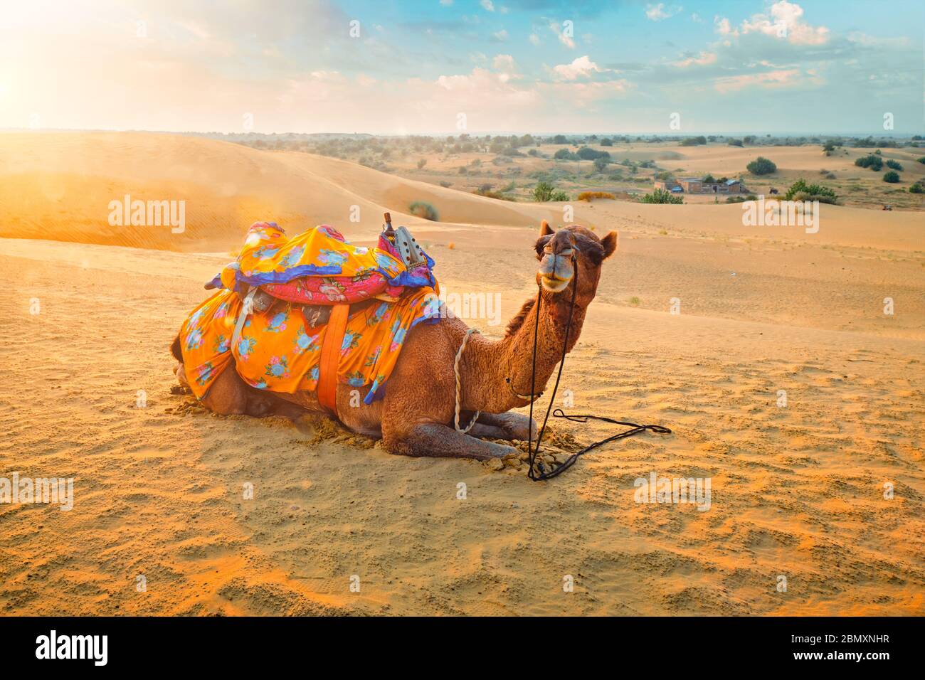 Indisches Kamel in den Sanddünen der Thar Wüste bei Sonnenuntergang. Jaisalmer, Rajasthan, Indien Stockfoto