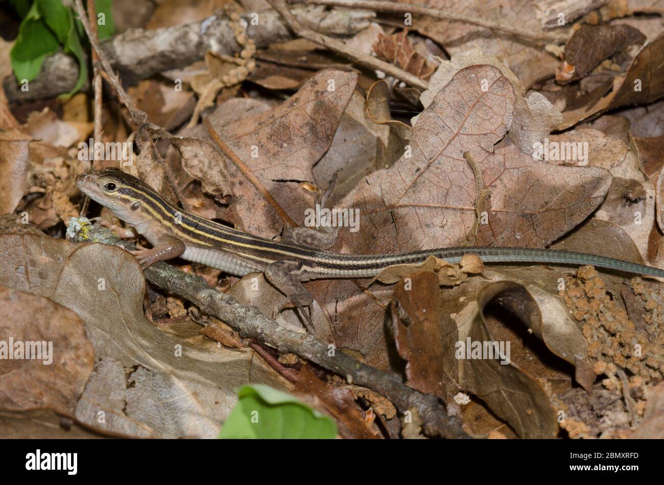Sechsliniger Racerunner, Aspidoscelis sexlineata, in Laub-Wurf auf Waldboden Stockfoto