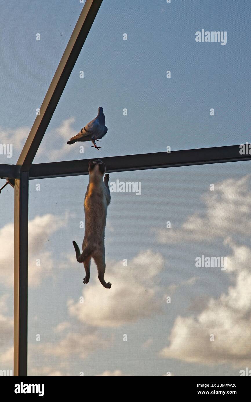 Katze Klettern im Inneren Bildschirm, um draußen zu Vögel, Lanai Käfig, Katzen Verhalten, Haustier, agil, Tier, Tierwelt, Florida; PR Stockfoto