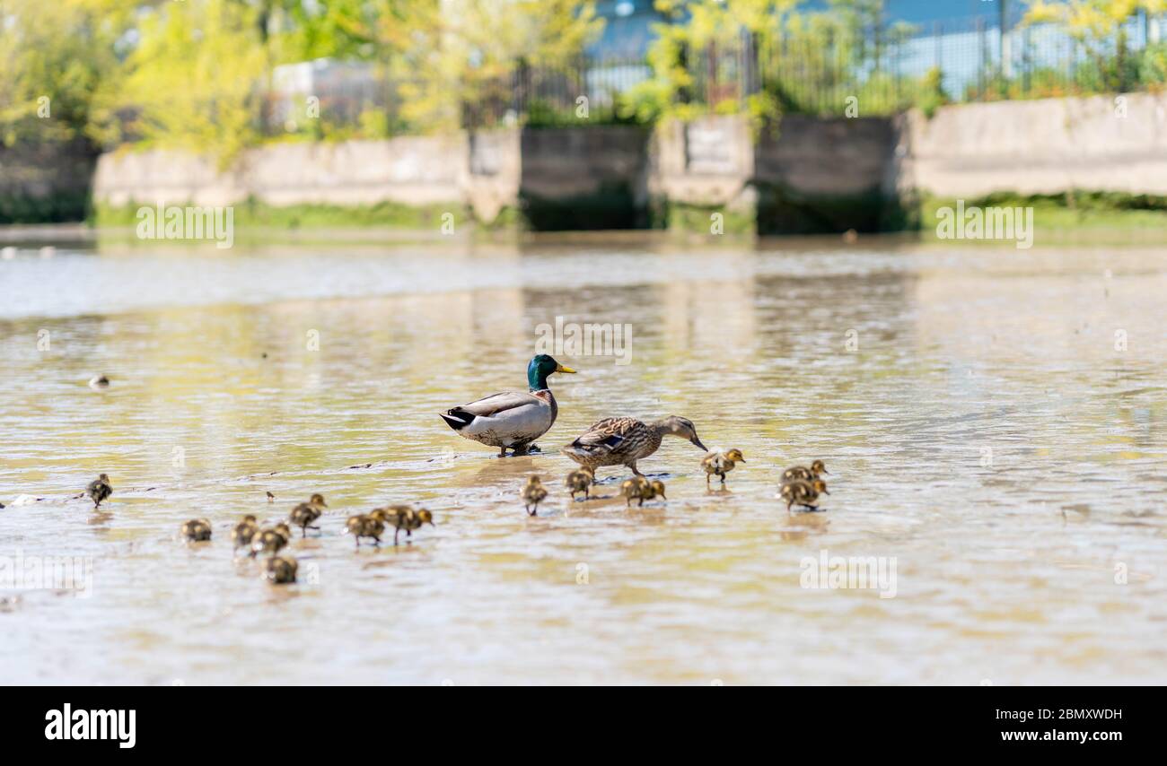 Eine entzückende Familie von Enten, die einen schönen Tag in New York City genießt. Stockfoto