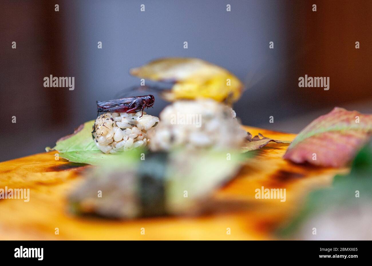 Im Miya's Sushi in New Haven, CT, USA, sitzt eine Sushi-Rolle mit einem gekochten Cricket auf der Oberseite neben anderen Sushi-Rollen, die mit wold-forged Blättern bedeckt sind Stockfoto
