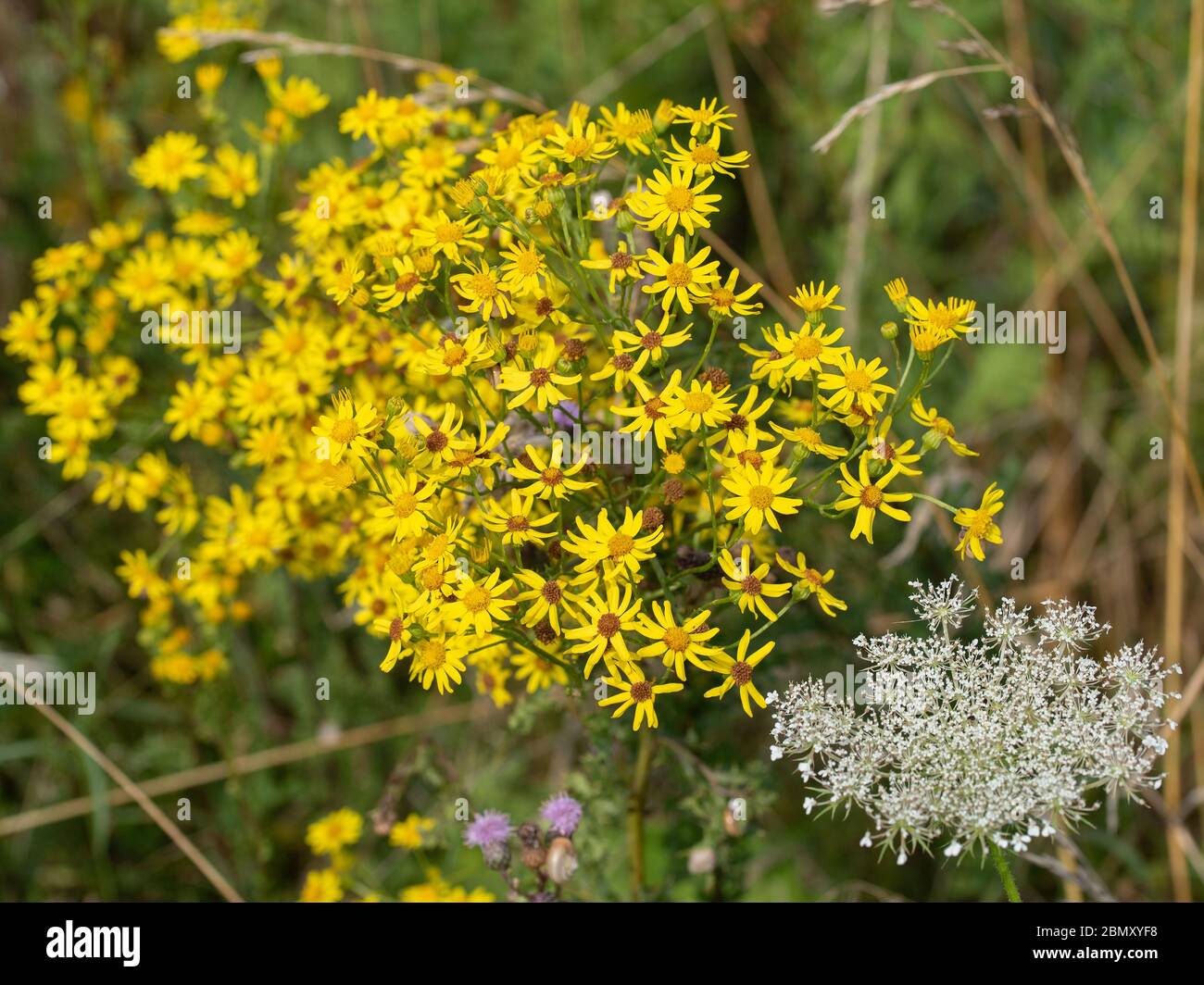 Blühendes Ragwurz, Senecio jacobaea, im Sommer Stockfoto