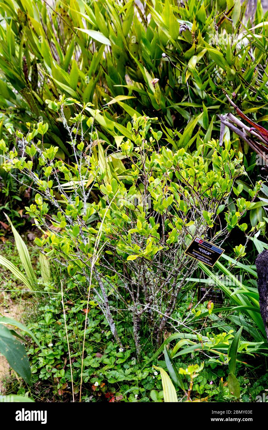 Coca-Pflanze, die in einem Kräutergarten in Machu Picchu, Peru, wächst Stockfoto